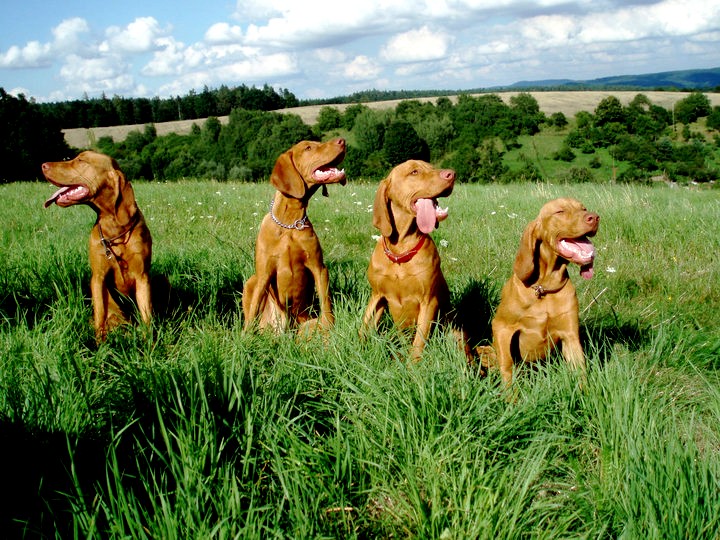 Arny, Alto, Archie, Artie